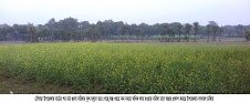 ঝিনাইদহের কালিগঞ্জে যৌতুকের বলি হতে হলো শিউলি খাতুনকে