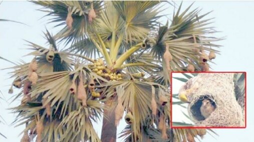 হারিয়ে যাচ্ছে গ্রামবাংলার বুদ্ধিমান ও শিল্পী বাবুই পাখি