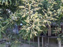 ৩১টি দুর্গম দ্বীপে ইন্টারনেট পৌঁছে দেবে বঙ্গবন্ধু স্যাটেলাইট