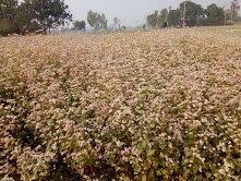 ঔষুধের পাতায় মূল্য লেখার দাবিতে ঠাকুরগাঁওয়ে মানববন্ধন