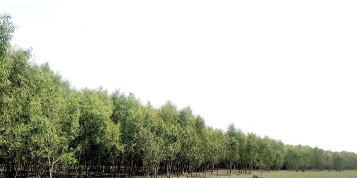 পাইকগাছার সামাজিক চর বনায়ন সমগ্র দেশের মডেল
