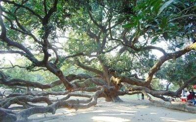 কালিহাতীতে শিশু ধর্ষণ জরিমানার টাকা আত্মসাতের অভিযোগ