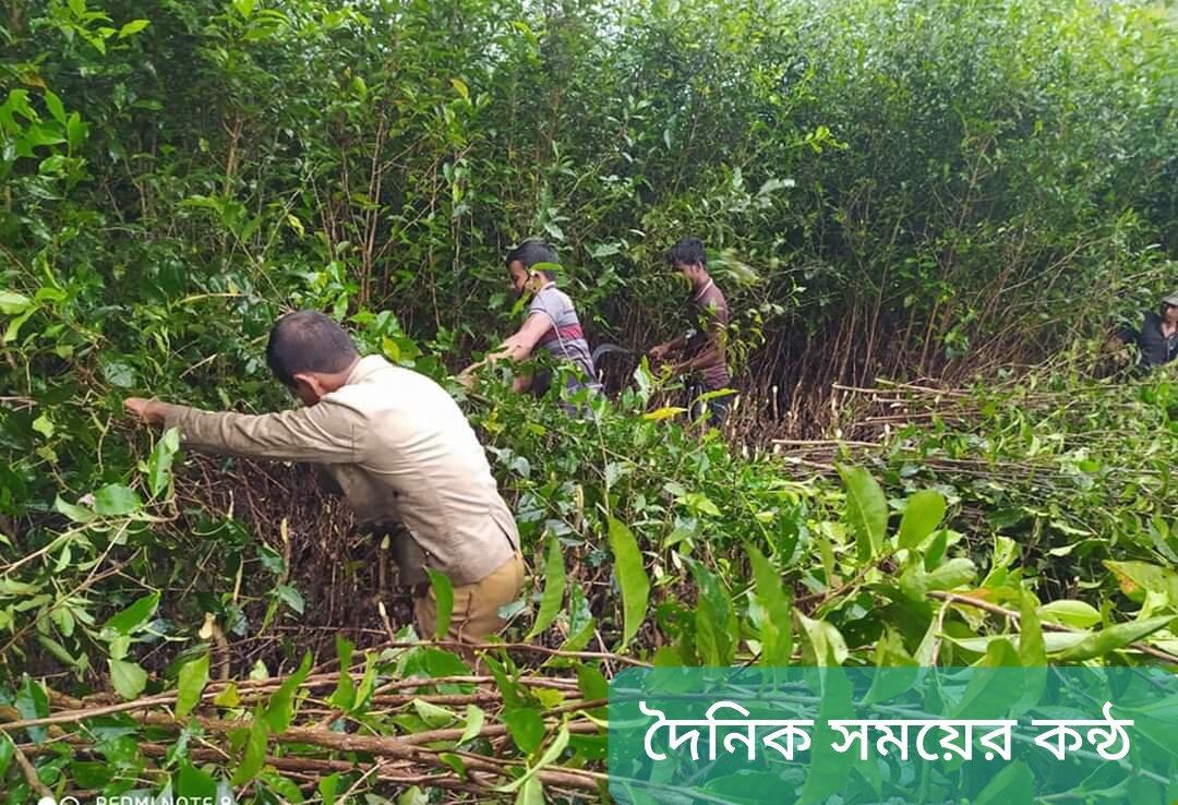 পঞ্চগড়ে বাঘ ধরতে কাটা হচ্ছে সবুজ বন , এখনো বাঘ ধরা ছোঁয়ার বাইরে
